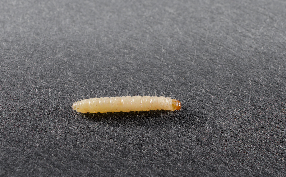 Larva šatního mola vykusuje dírky do oblečení.